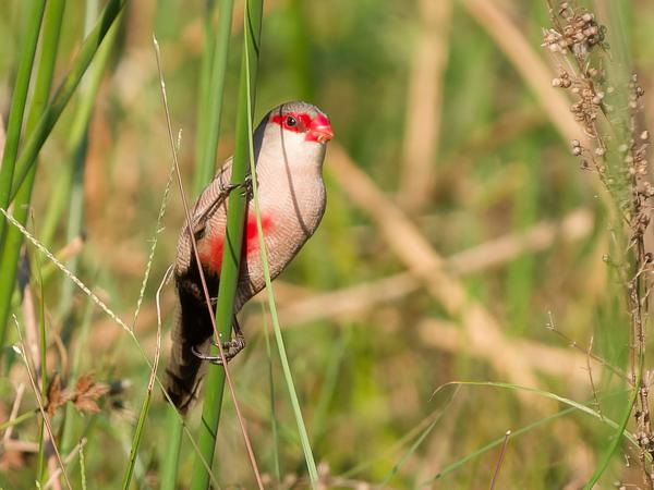 Common waxbill (Estrilda astrild)